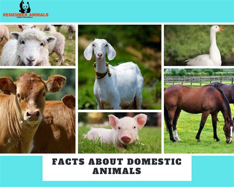 domestic animals video|FACTS ABOUT DOMESTIC ANIMALS .